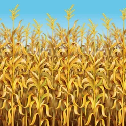 Outlet Windy City Novelties Cornstalks Room Roll