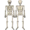 Discount Windy City Novelties Vintage Jointed Skeleton