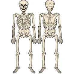Discount Windy City Novelties Vintage Jointed Skeleton