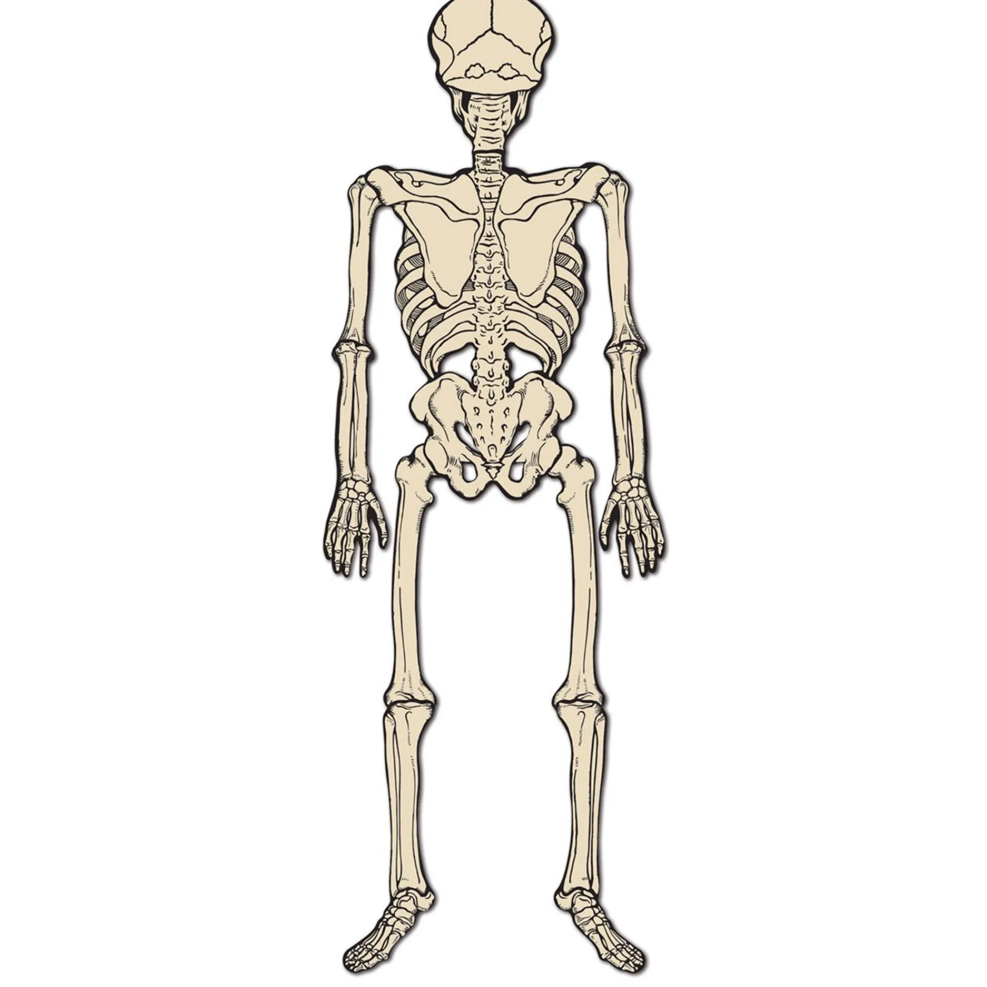 Discount Windy City Novelties Vintage Jointed Skeleton
